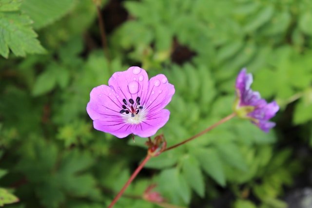 Valley Of Flowers