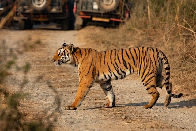 Jim Corbett National Park Uttarakhand